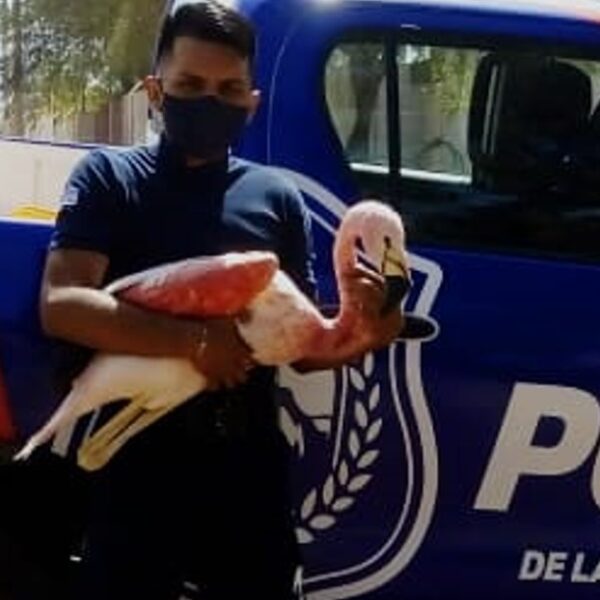 La policía rescató un flamenco que estaba en cautiverio en una casa: “lo encontré al costado de la ruta”