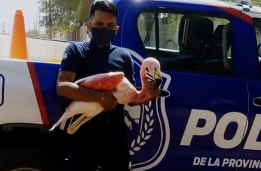 La policía rescató un flamenco que estaba en cautiverio en una casa: “lo encontré al costado de la ruta”