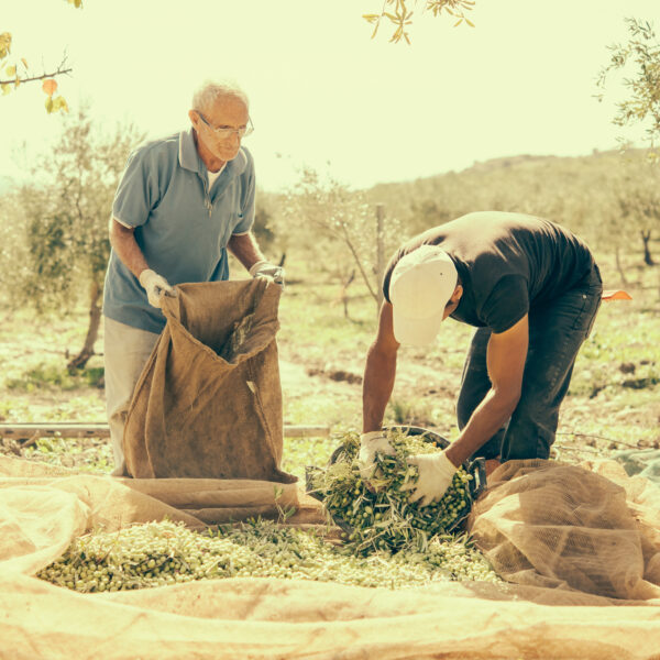 Productores de La Rioja creen que faltan cosecheros por los planes sociales