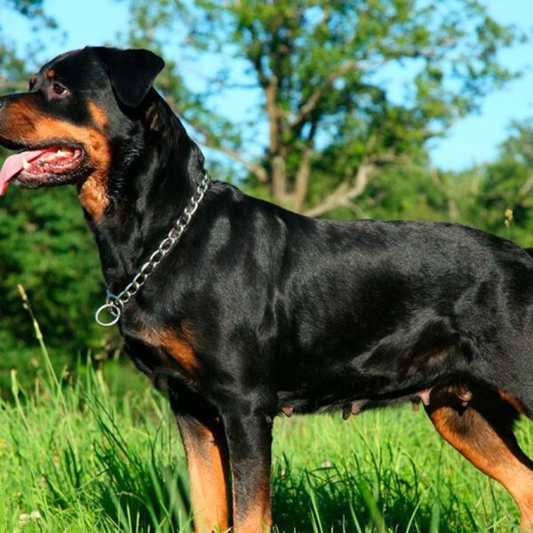 Nuevo ataque de un rottweiler a una vecina, el segundo en una semana
