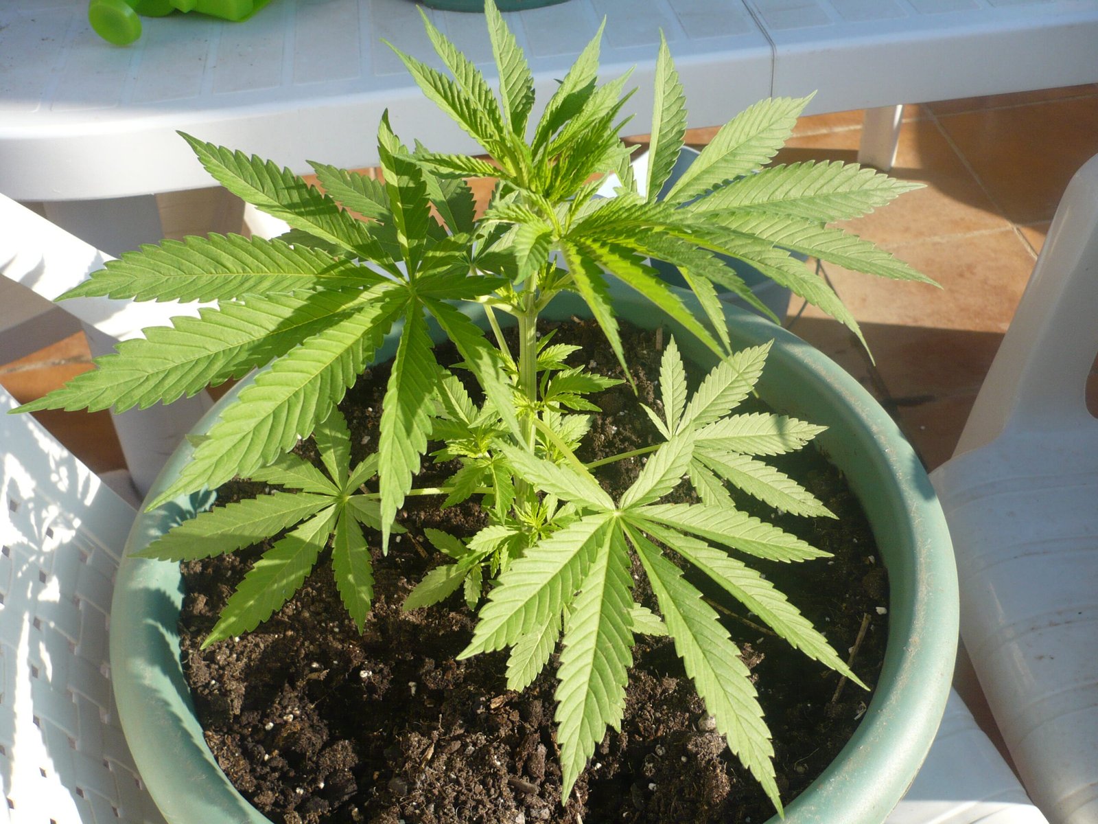 Encontraron En Aminga A Un Funcionario Con Una Planta De Marihuana En