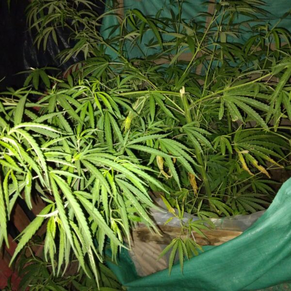 Secuestran plantas de marihuana a una joven de 20 años en un popular asentamiento de La Rioja