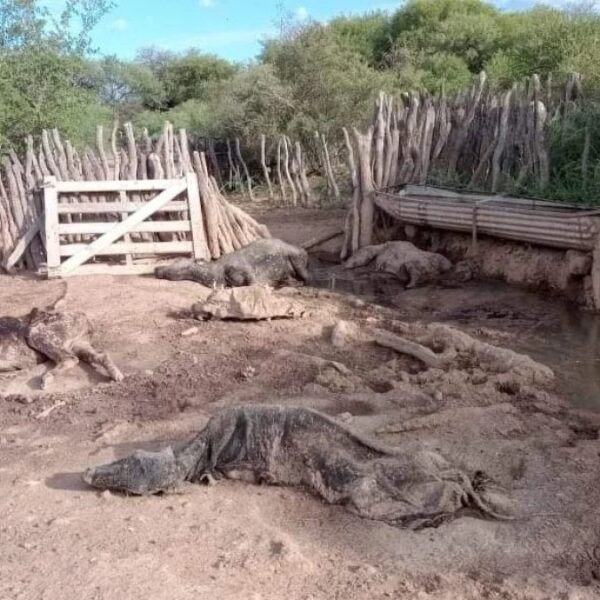 “Parece de ciencia ficción, pero sucede en un campo de La Rioja, donde mueren porque no tienen agua ni comida”