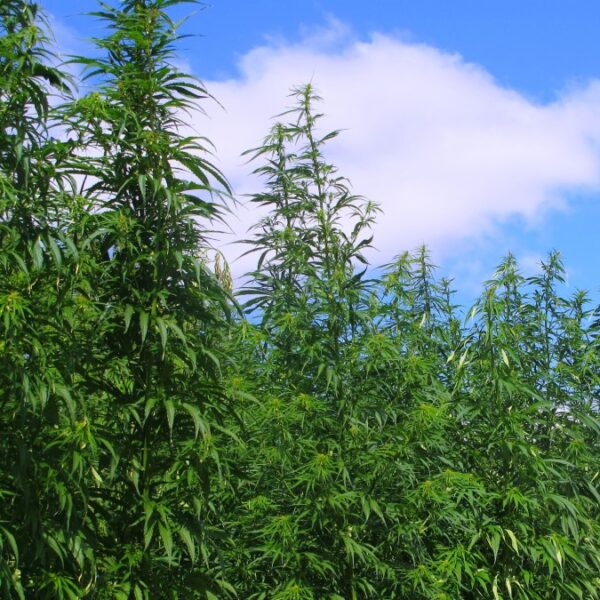 Secuestraron 1.200 plantas de marihuana en el predio del concejal de Sanagasta: es el mayor cultivo ilegal detectado en La Rioja