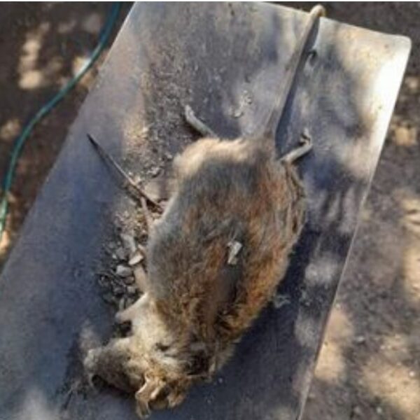 Vecinos de un conocido barrio piden que el municipio se ocupe de la limpieza de terrenos abandonados: “Los pericotes ya entran a las casas”