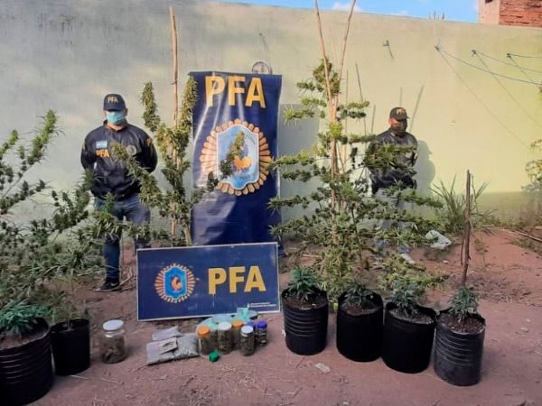Detuvieron a un joven que plantaba con autorización cannabis con fines medicinales, mientras el concejal Aguilar está en su casa de Sanagasta
