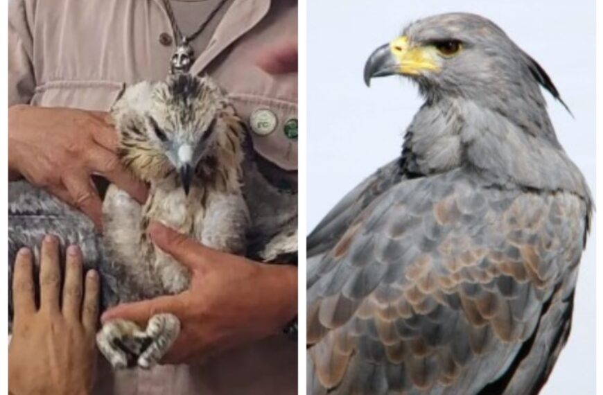 Quintela estimó que para el 8 de marzo habrá “un porcentaje importante de nuestra sociedad inmunizada”