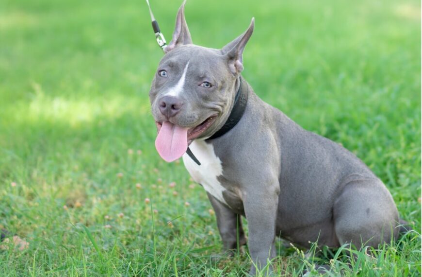 Una joven embarazada fue atacada por su pitbull en Córdoba: está internada con una grave lesión en la cara