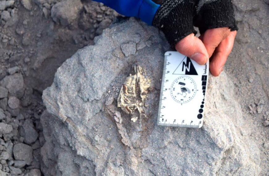 En una vecina provincia de La Rioja encontraron un nuevo mamífero prehistórico que vivió hace 18 millones de años