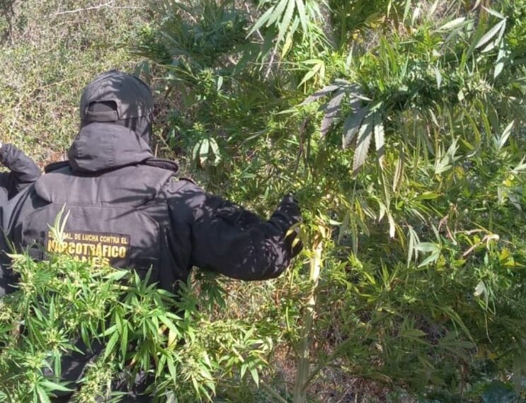 Policía encuentra una plantación de marihuana y detienen al dueño de la vivienda: incautaron más de 75 kilos de plantas