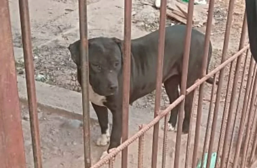 Le dieron prisión domiciliaria a un perro que mató a cinco mascotas en Salta y amenazan con encarcelar al dueño si vuelve a atacar a otro animal