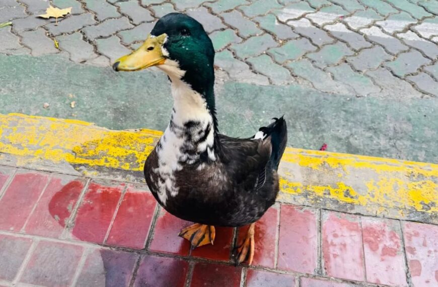 Escándalo en Mendoza: un vecino denunció al pato Juan, se lo llevaron del centro y ahora juntan firmas para que vuelva
