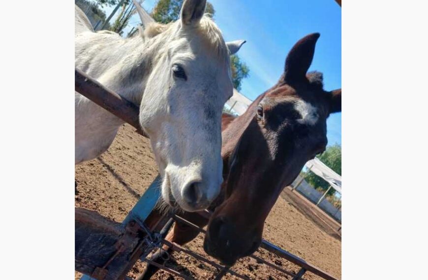 La Justicia de Mendoza declaró a dos caballos como “seres sintientes” y condenó a un hombre con prisión efectiva por maltrato animal