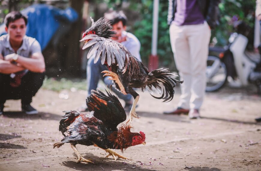 Investigan conexiones con La Rioja en riñas ilegales de gallos
