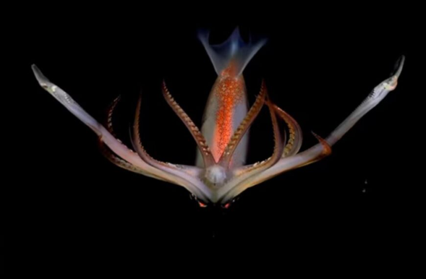 Las 20 fotos más sorprendentes de la expedición al fondo marino de los científicos del Conicet