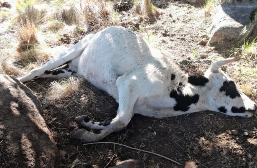Nuevamente aparecieron animales mutilados y extrañas luces en una localidad de La Rioja: “creer o reventar”